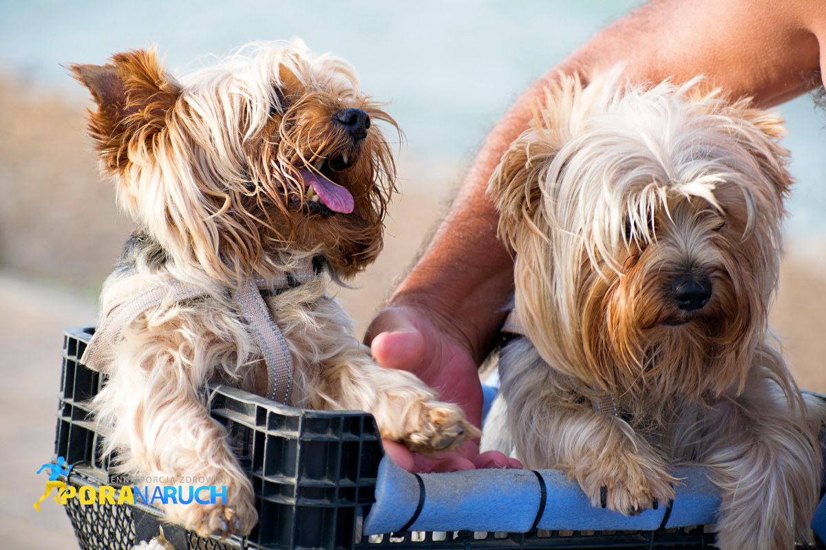jaka przyczepka do roweru dla psa